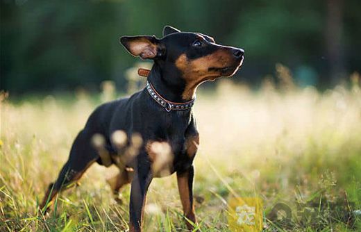 小鹿犬的优点与缺点，你知道多少？